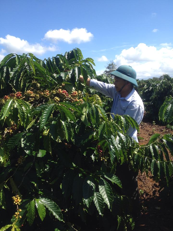 Xã Ea Lai, huyện M’Drắk bước vào vụ thu hoạch Cà phê niên vụ 2014 – 2015